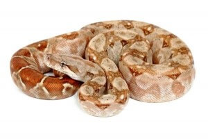Boa c. imperator, Nicaragua, albinos T+